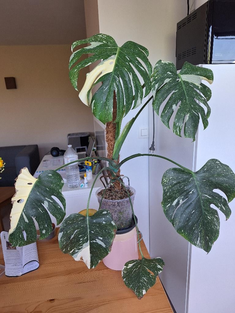 monstera thai constelation, Huis en Inrichting, Ophalen, Overige soorten