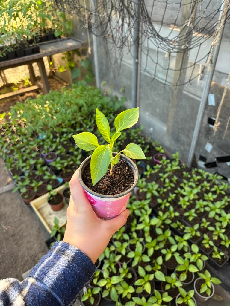 Plantjes te koop, Ophalen, Groenteplanten