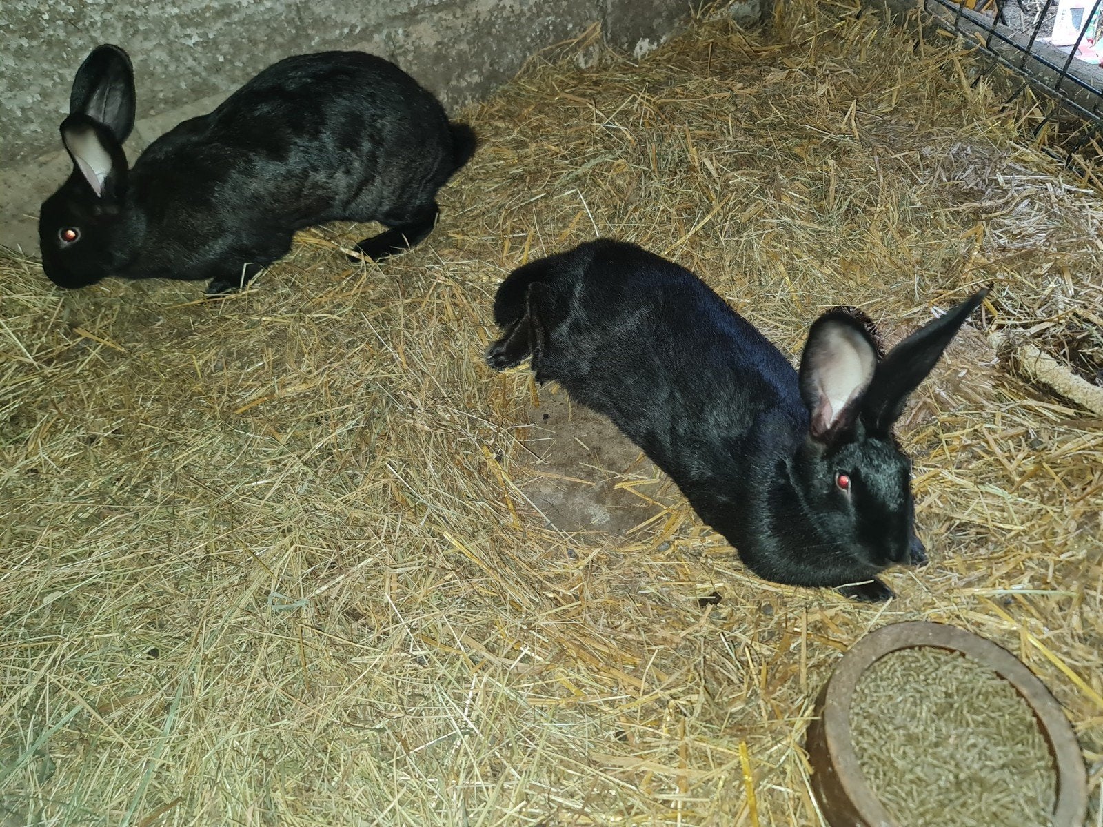vleeskonijnen, Dieren en Toebehoren, Meerdere dieren, Groot, 0 tot 2 jaar