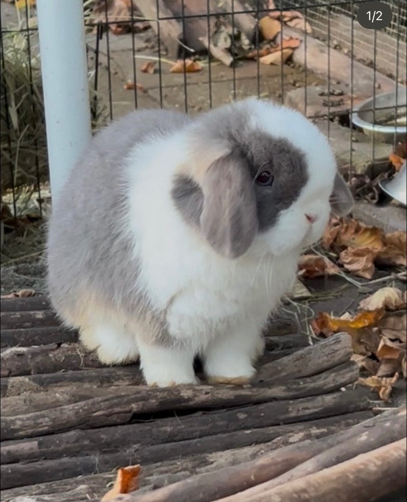 Geweldig lief en super knap gecastreerd rammetje, Mannelijk, Klein, Hangoor, 0 tot 2 jaar