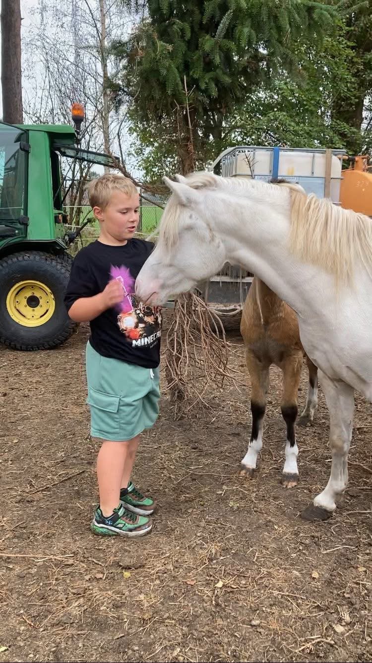 Welsh cremello ter dekking . 1.20m groot, Dieren en Toebehoren, Hengst
