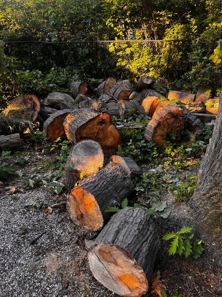Amerikaans eik, Tuin en Terras, 6 m³ of meer, Ophalen, Eikenhout, Blokken