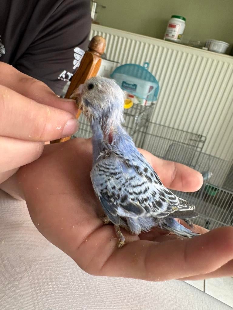 Tamme grasparkiet, Dieren en Toebehoren, Vogels | Parkieten en Papegaaien