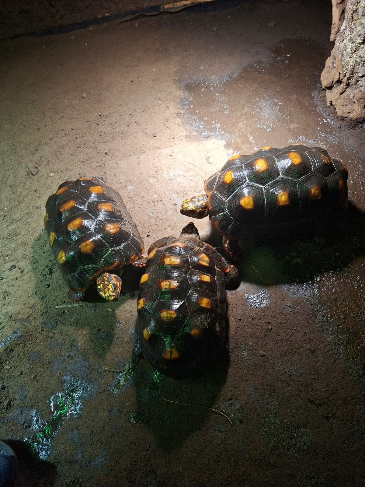 kolenbranders (Chelonoidis carbonarius), Schildpad