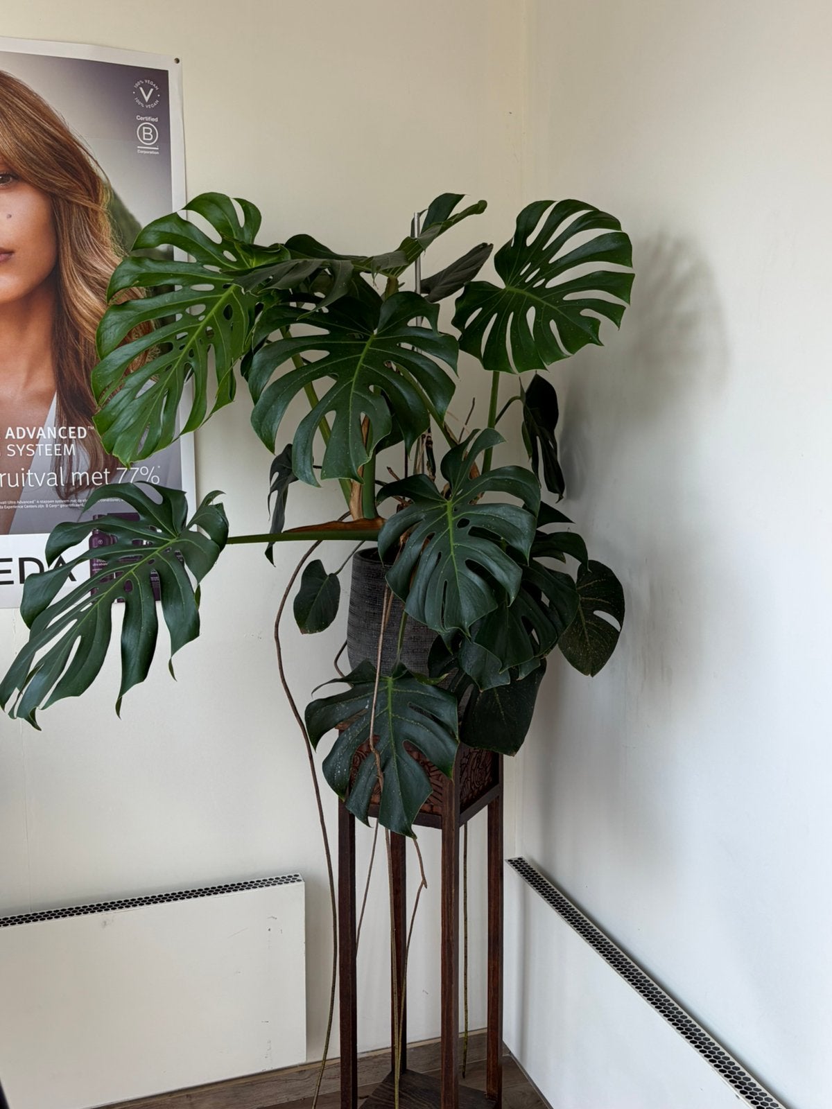 Monstera deliciosa (gatenplant) 90cm, Enlèvement