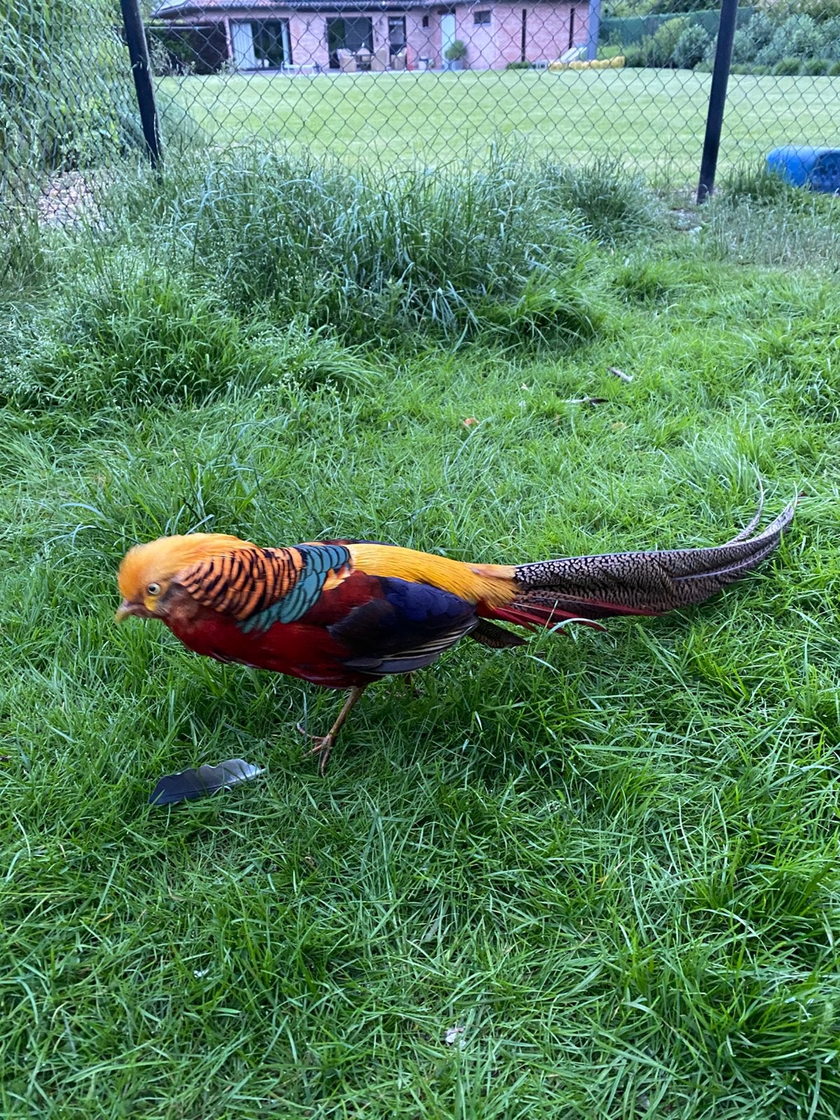 Koppel goudfazanten, Animaux & Accessoires