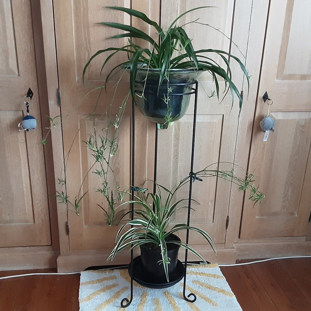 Grote mooie kamerplant Chlorophitum met veel uitlopers 5€/st, Ophalen of Verzenden, In pot