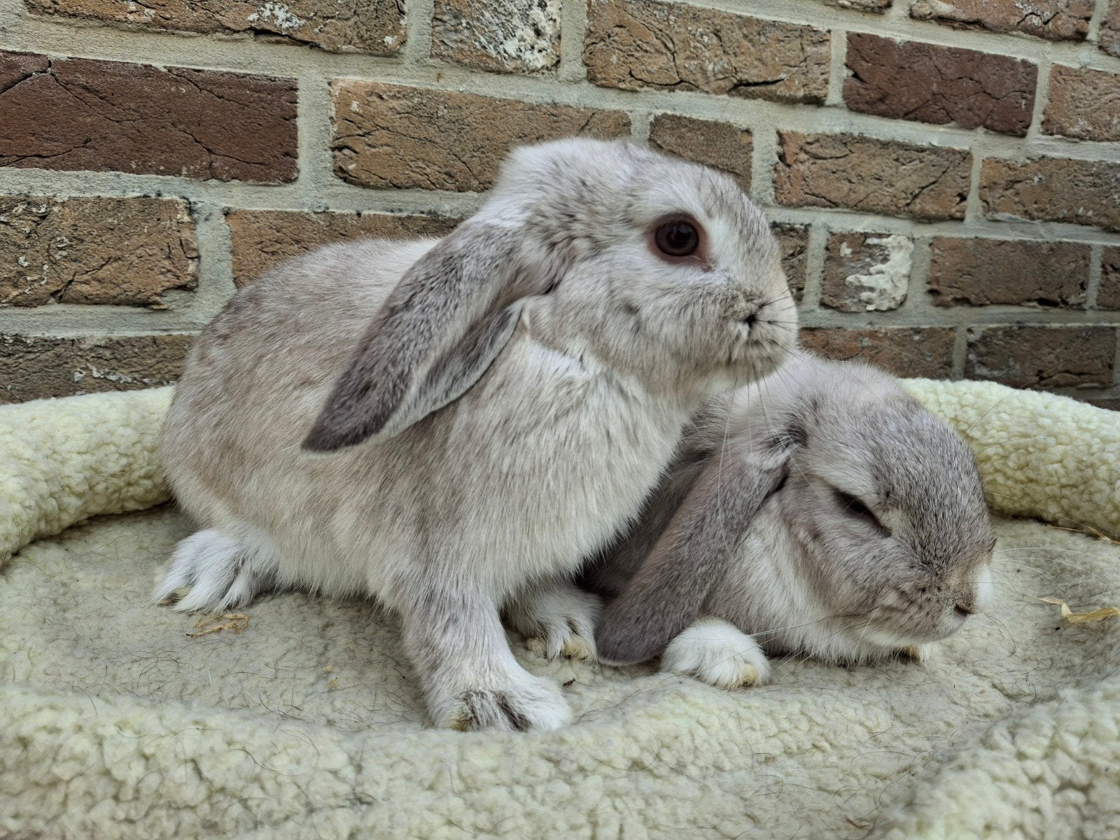 Zusjes Nederlandse hangoor konijnen, Dieren en Toebehoren, Hangoor