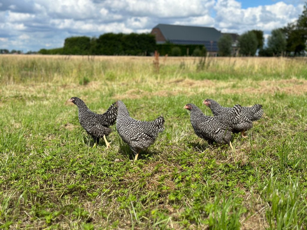 Jonge tamme Amrock kippen gesekst en ingeënt, Dieren en Toebehoren, Vrouwelijk, Kip