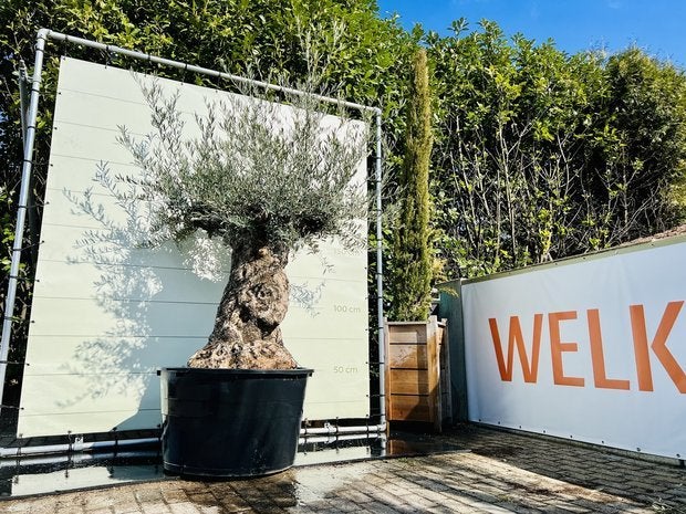 Olijfboom - Olea Europea - stamomvang 100-120 cm, Tuin en Terras