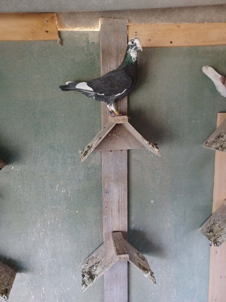 Duivin van 2025, Dieren en Toebehoren, Vrouwelijk, Postduif