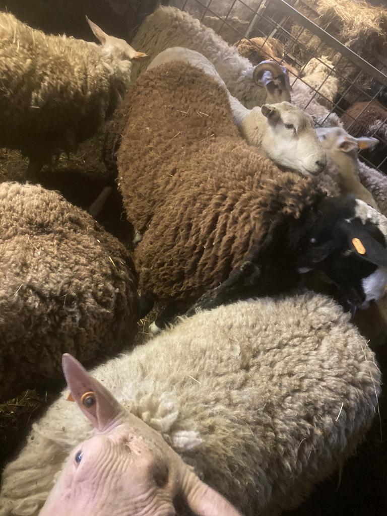 Rammen en ooien offerfeest, Dieren en Toebehoren, Schapen, Geiten en Varkens