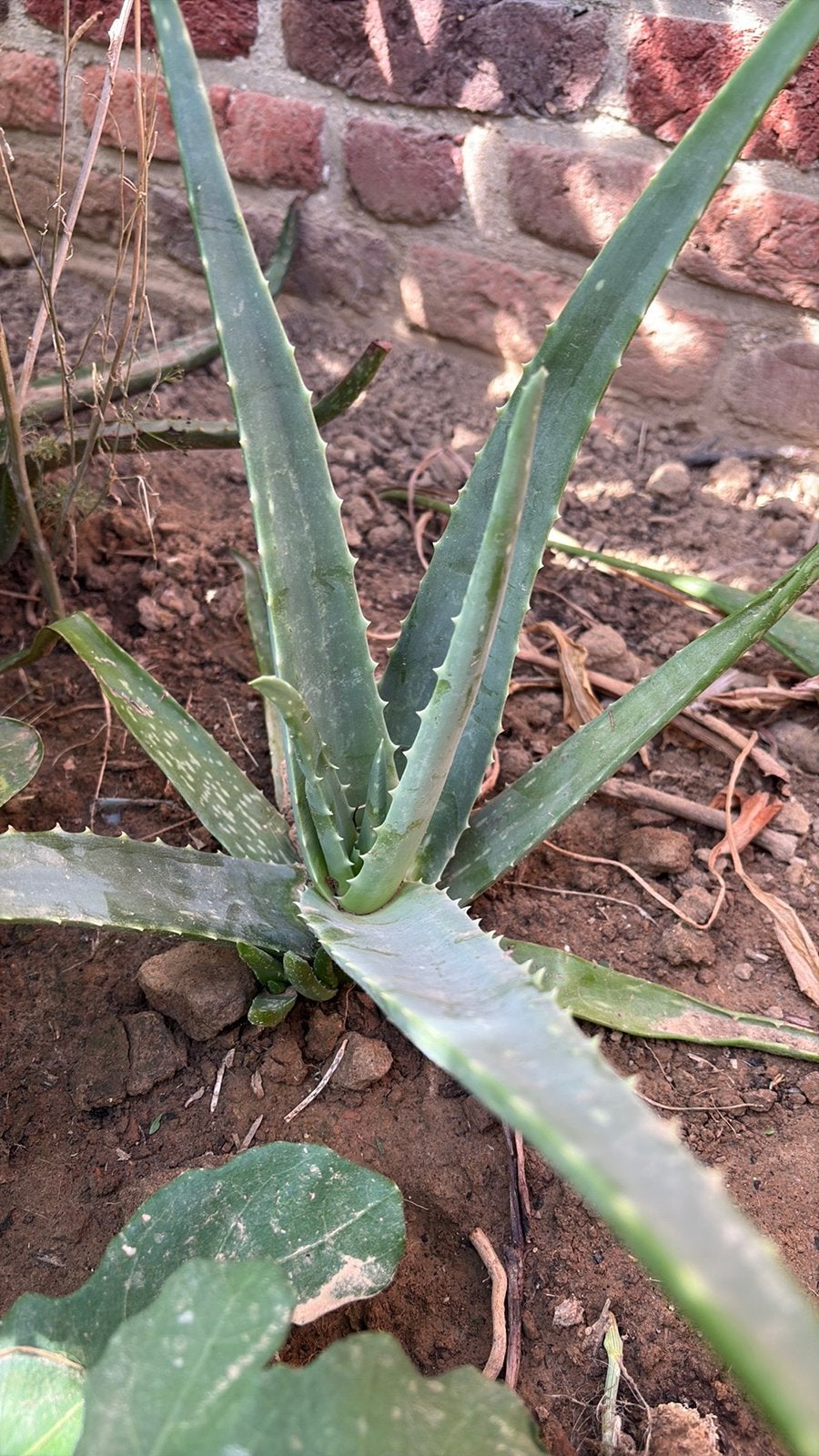 Plantes d'aloe vera, Jardin & Terrasse, Enlèvement