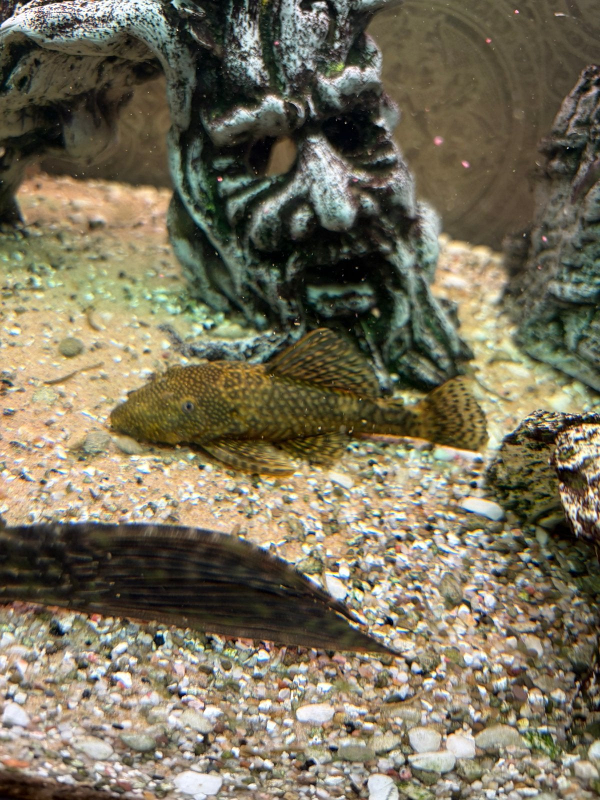 Ancisyrus, Dieren en Toebehoren