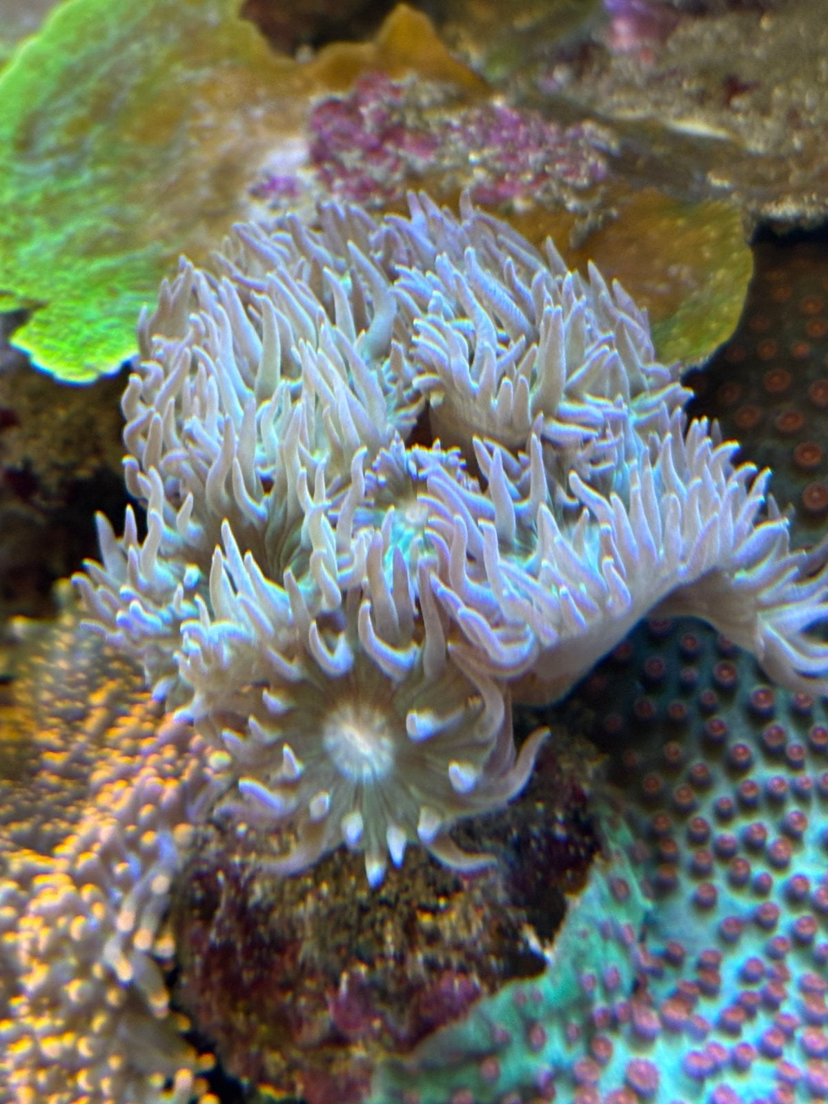 Duncanopsammia Ultra Green