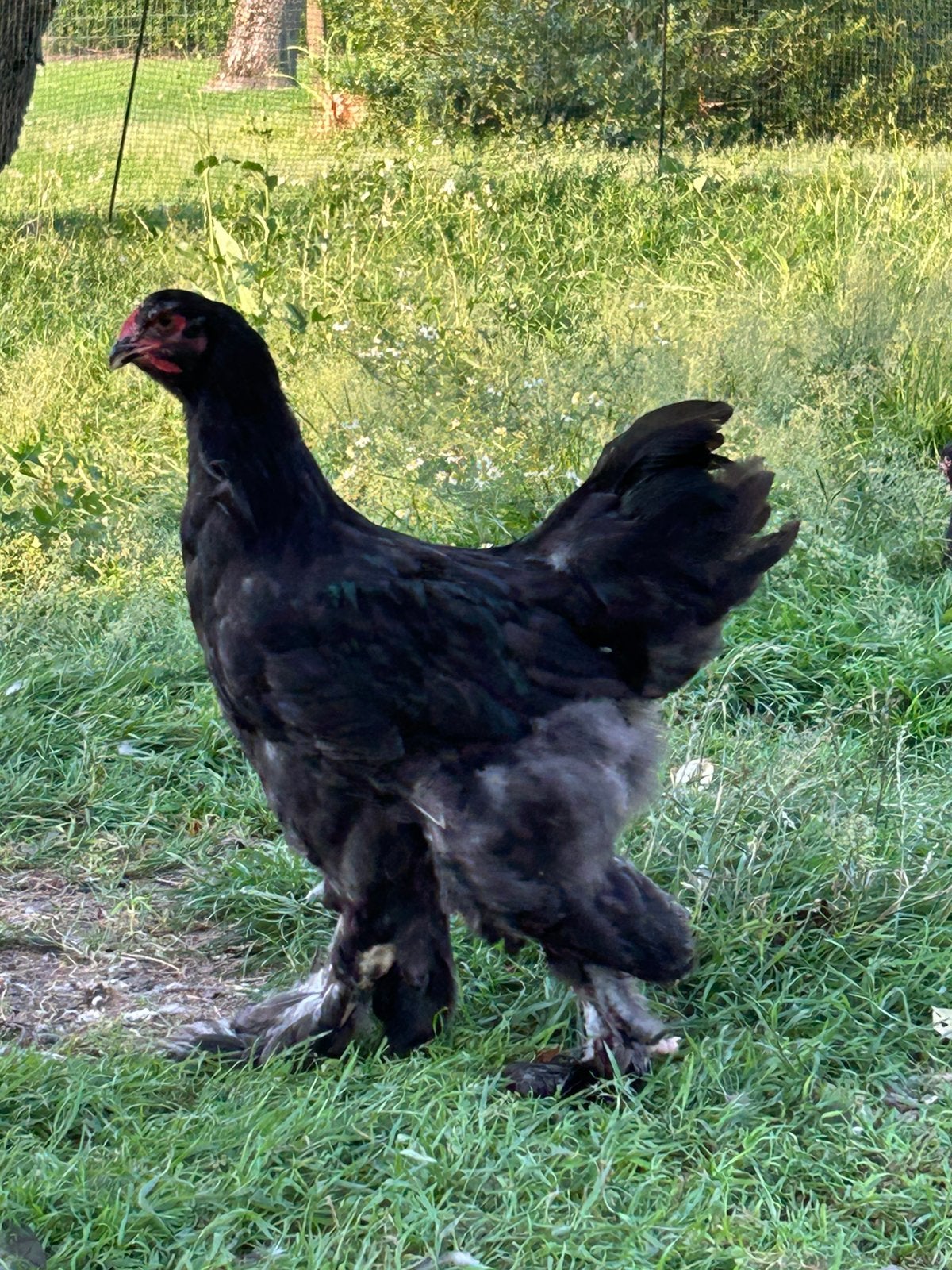 Brahma haan, Dieren en Toebehoren
