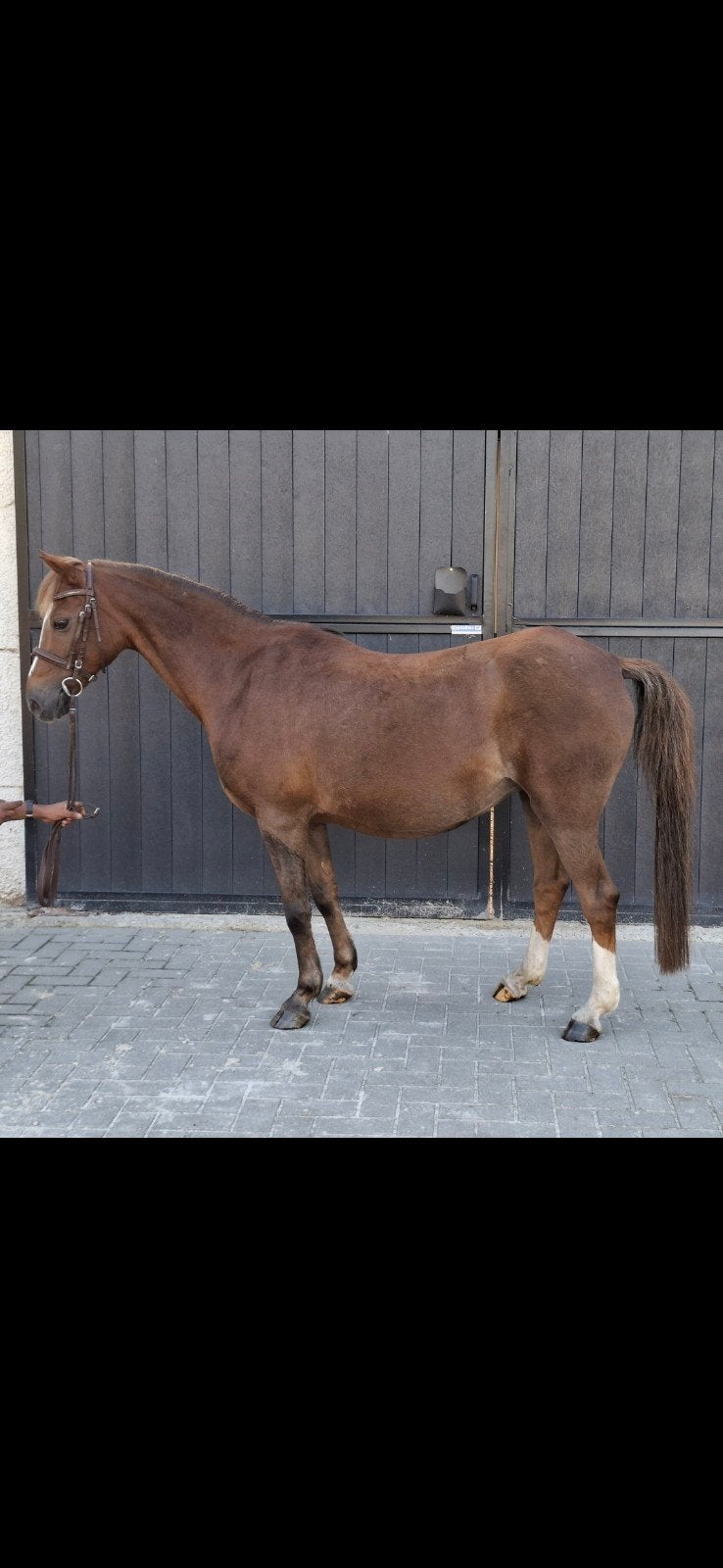 Super lieve c pony te koop, Dieren en Toebehoren, Merrie, C pony (1.27m tot 1.37m), Recreatiepony, 11 jaar of ouder