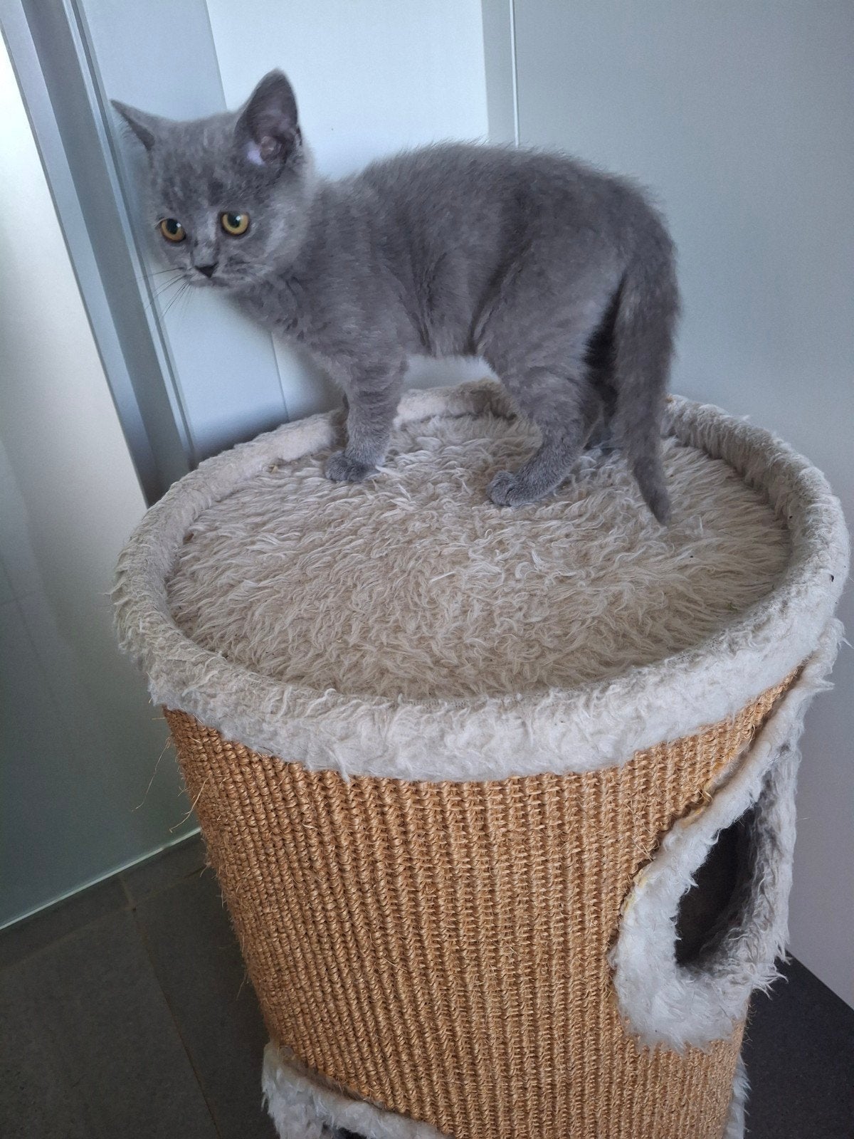 Brits korthaar kitten, Dieren en Toebehoren, Katten en Kittens | Raskatten | Korthaar, Kater, Gechipt, 0 tot 2 jaar