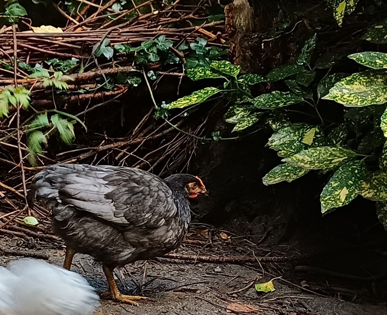 zwarte marans haan