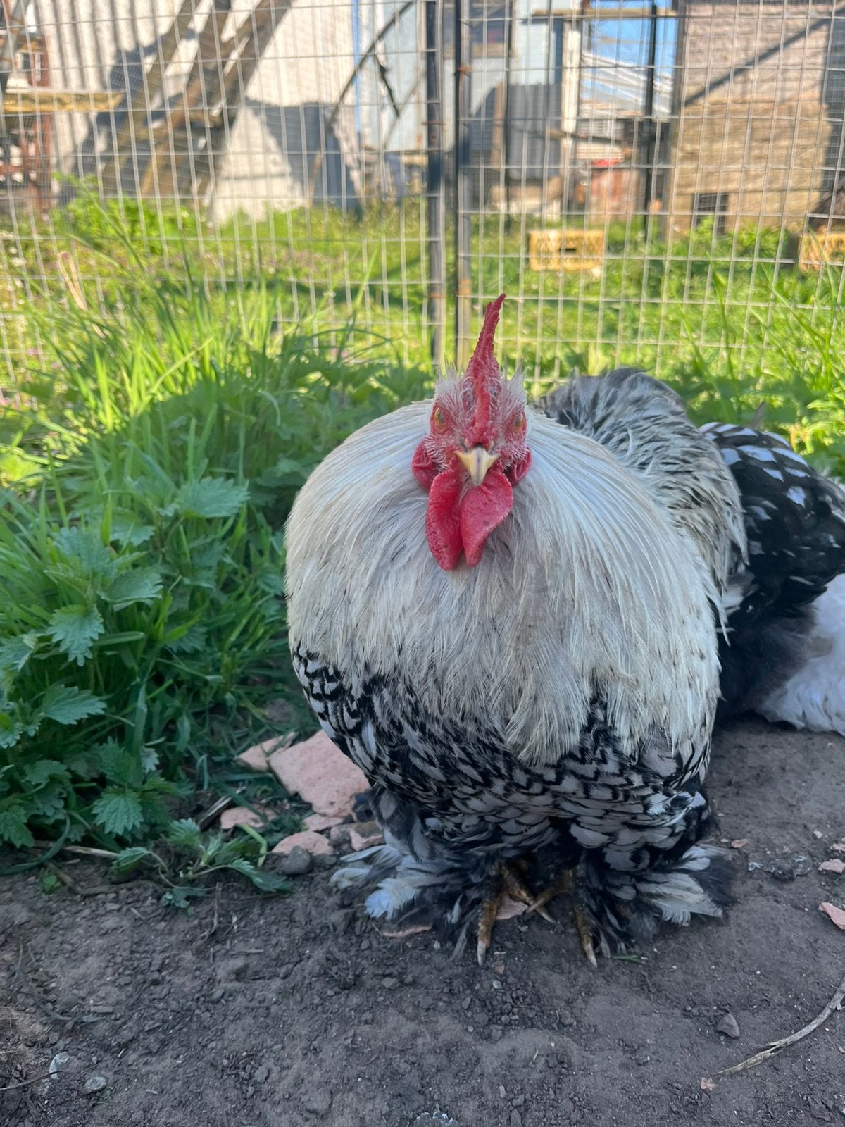 Hanen gezocht!, Animaux & Accessoires, Volatiles