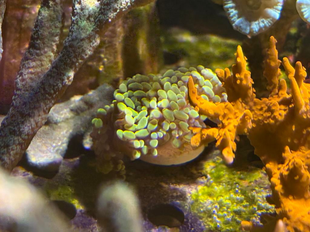 Euphyllia para ancora golden nugget yellow, Animaux & Accessoires, Poissons | Poissons d'aquarium, Autres types, Poisson de mer