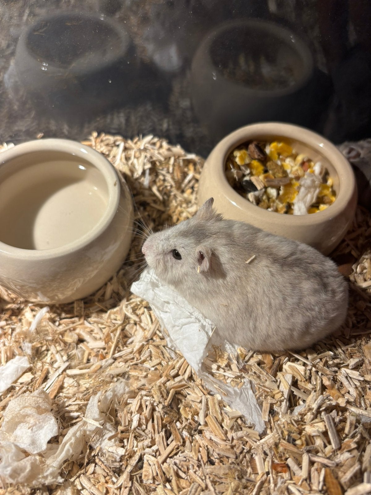 Russische dwerghamster vrouwtje, Animaux & Accessoires, Hamster, Domestique, Avril, Femelle