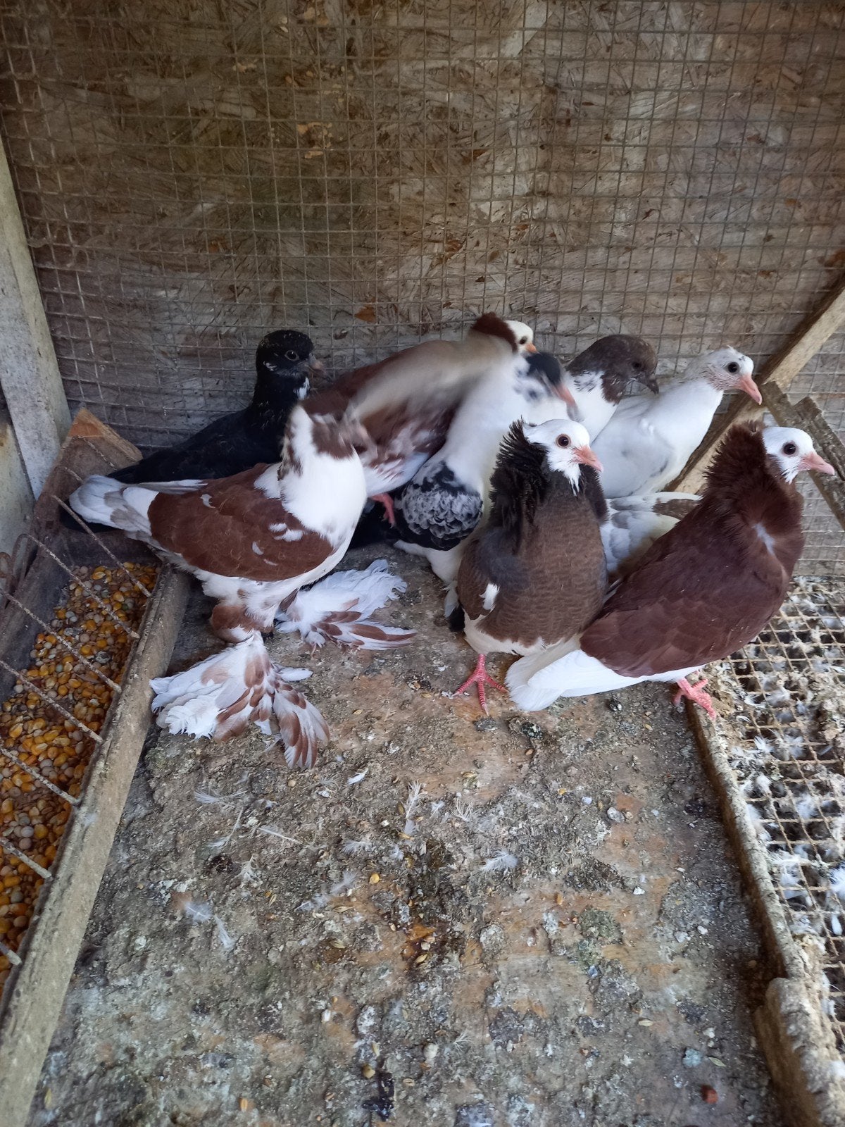 Jonge duiven, Dieren en Toebehoren