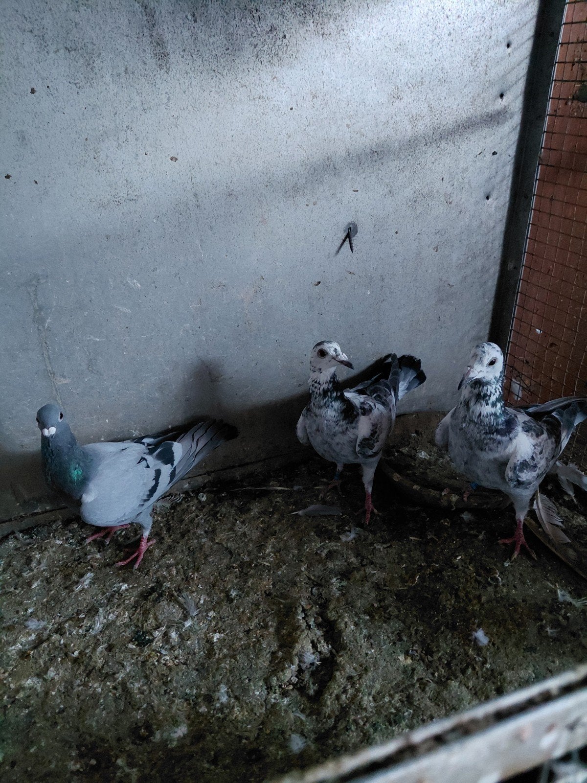 pigeons avec preuve de propriété