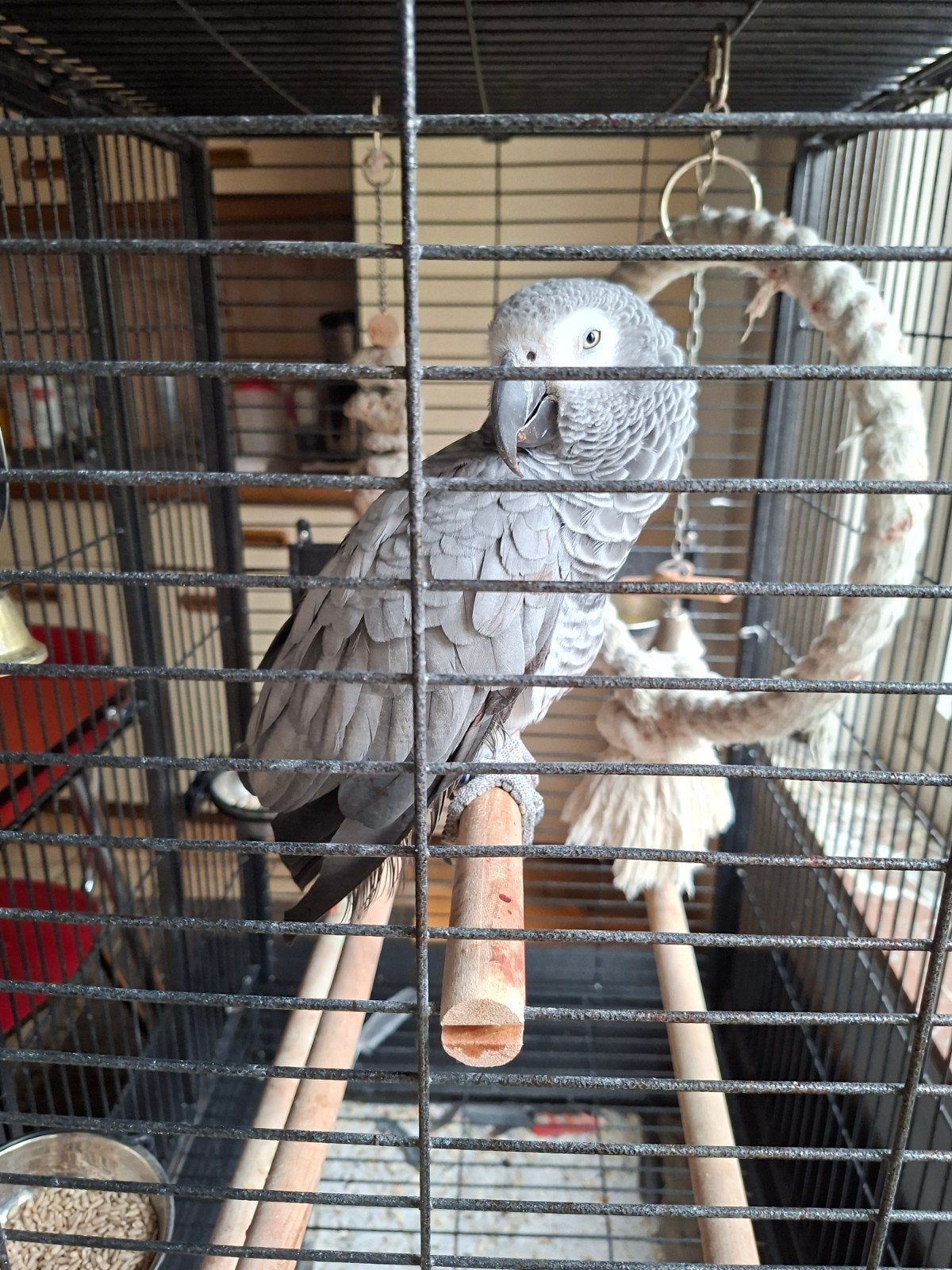 Seppe grijze roodstaart papegaai met 2 maand oude grote kooi, Geslacht onbekend, Papegaai, Geringd
