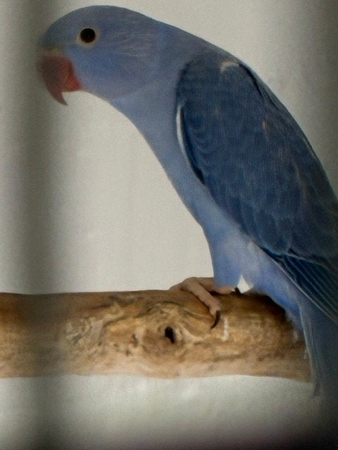 Halsbandparkieten, Geslacht onbekend