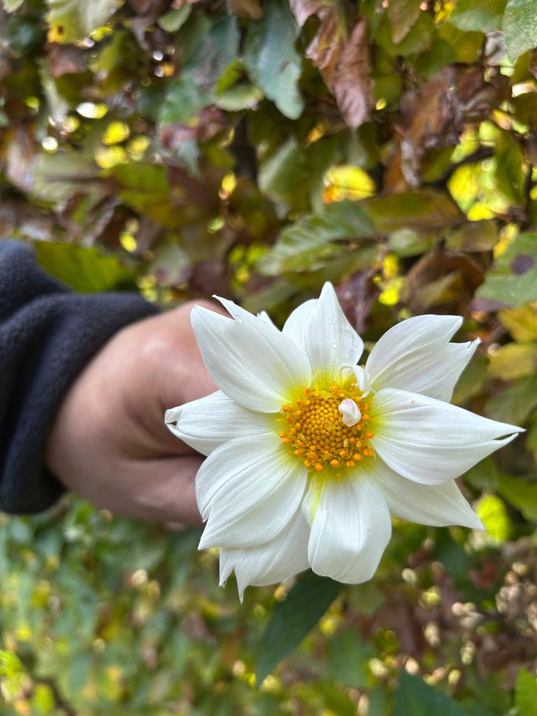 Dahlia knollen, Tuin en Terras, Bloembollen en Zaden, Ophalen, Voorjaar, Volle zon, Knol