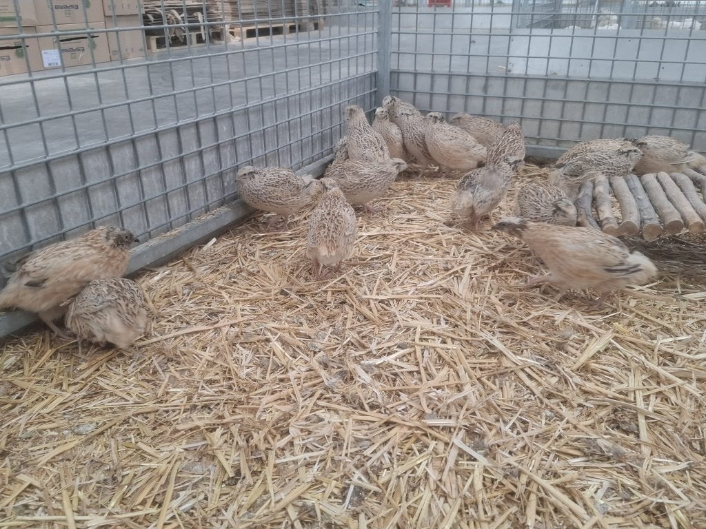 japanse kwartels, ruime keuze, Dieren en Toebehoren, Pluimvee, Overige soorten, Meerdere dieren