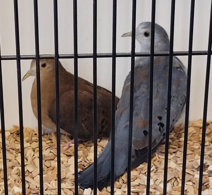 Blauwe grondduif - onverwant koppel 2026, Dieren en Toebehoren, Tropenvogel
