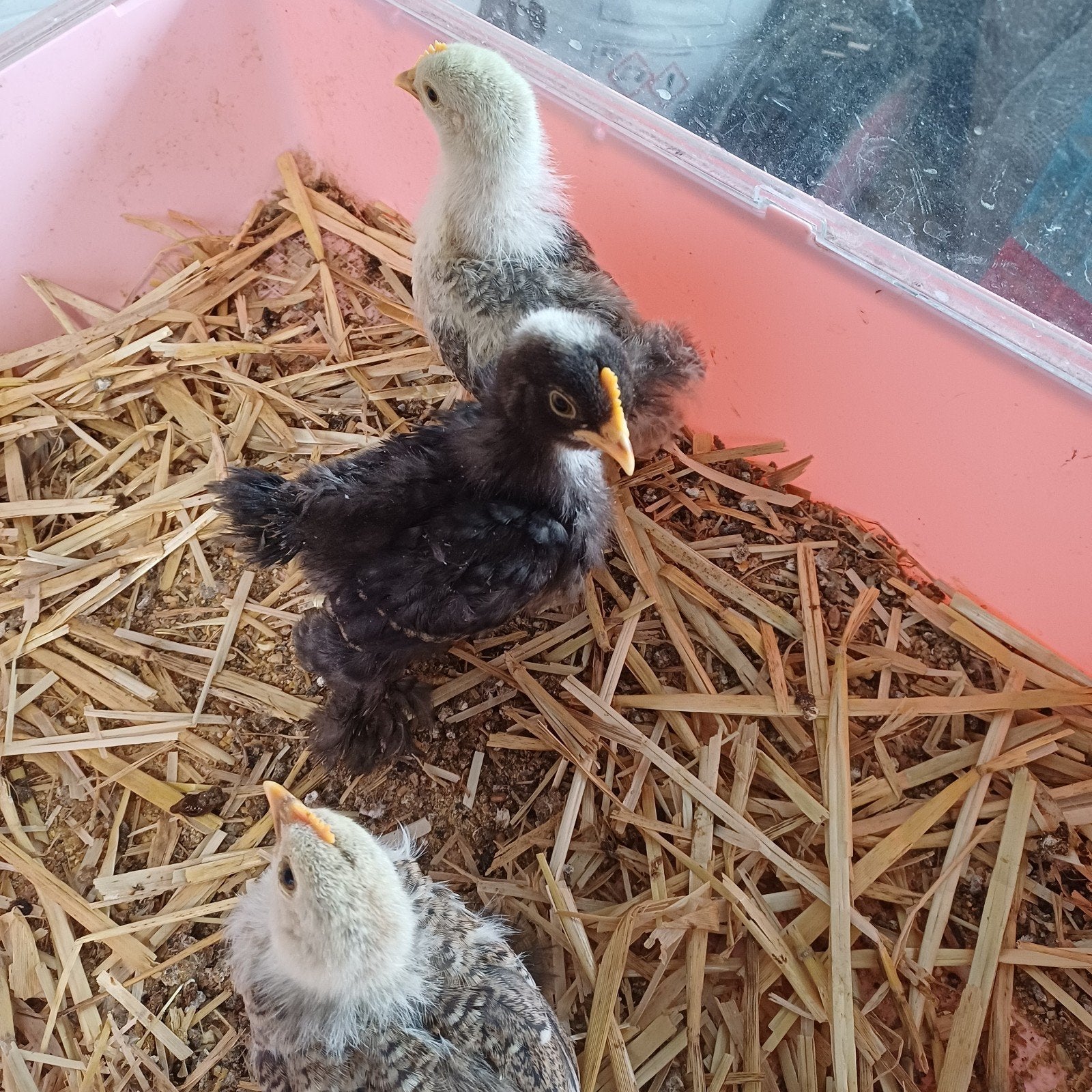 Cochin kriel haantjes, Dieren en Toebehoren, Pluimvee
