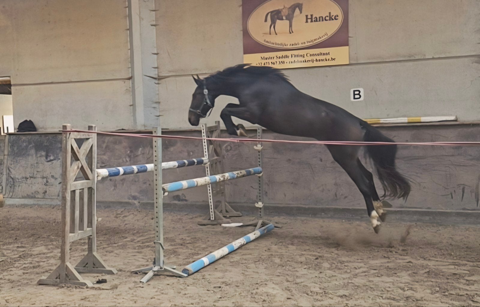 3 jarig springtalent, Dieren en Toebehoren, Ruin