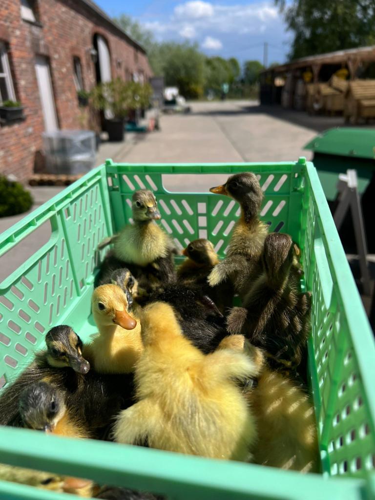 Eendenkuikens, Meerdere dieren, Eend