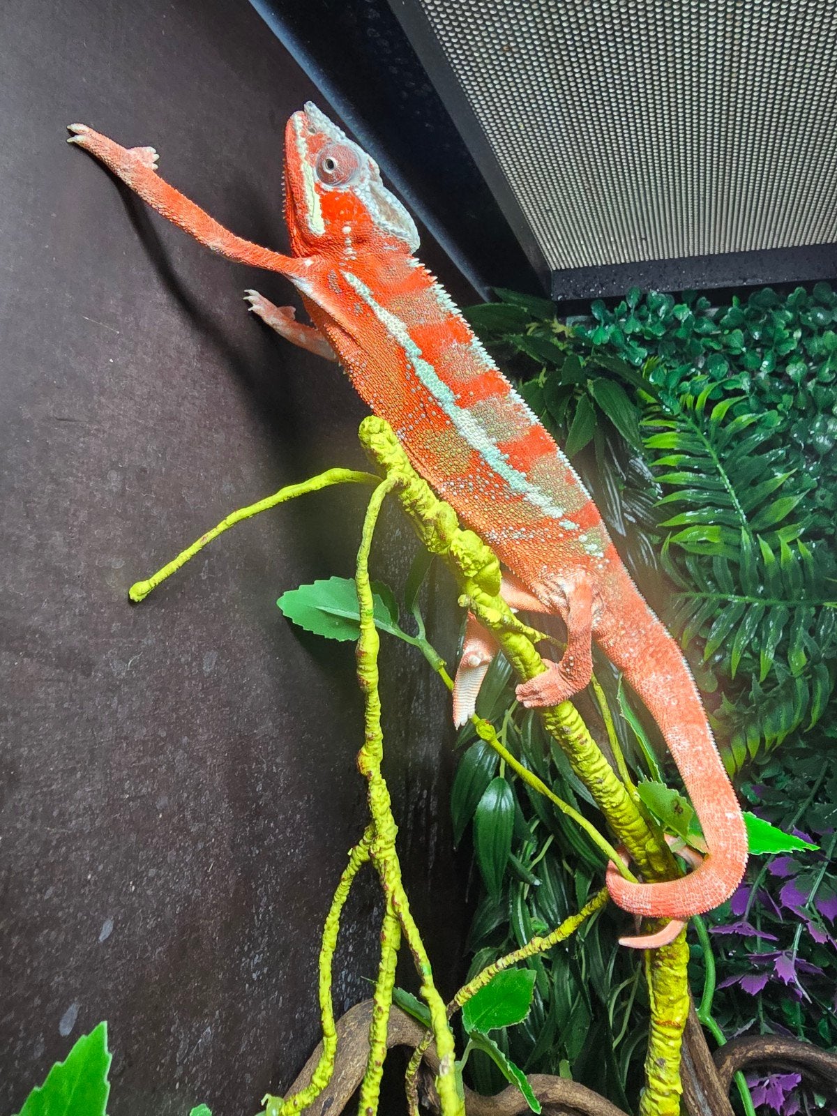 Prachtige panterkameleon (Furcifer pardalis), Animaux & Accessoires, Amphibien