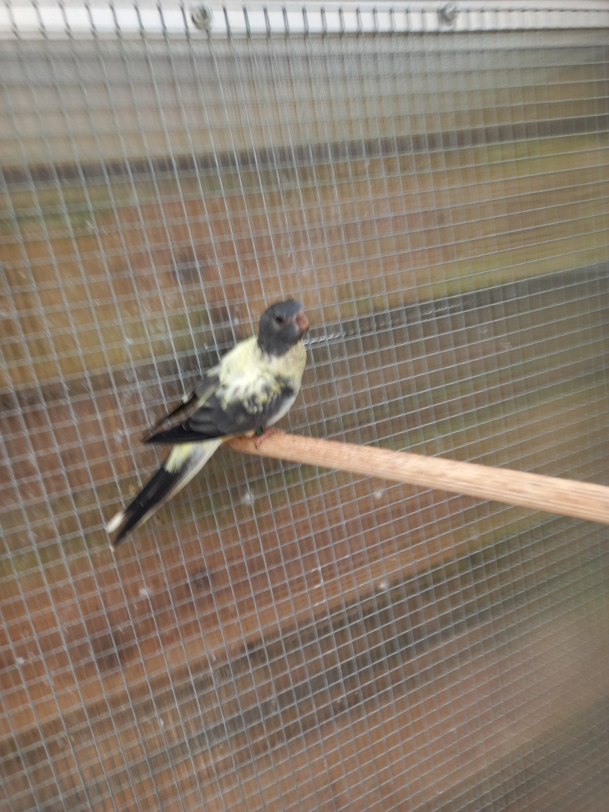 splendid parkieten, Dieren en Toebehoren