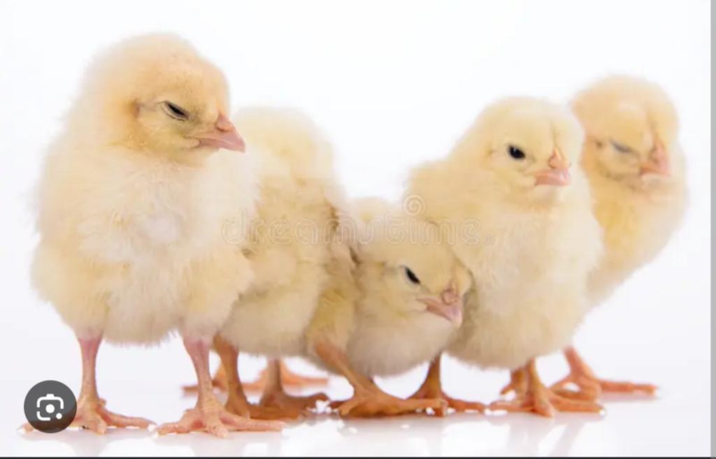 Kalkoen kuikens, Dieren en Toebehoren, Kalkoen