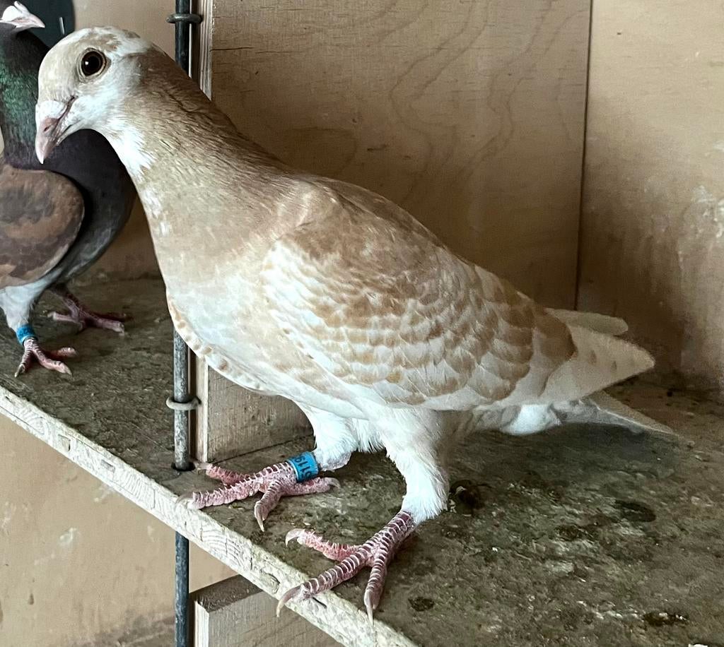 Jonge Sion doffer 2026, Dieren en Toebehoren, Mannelijk, Postduif