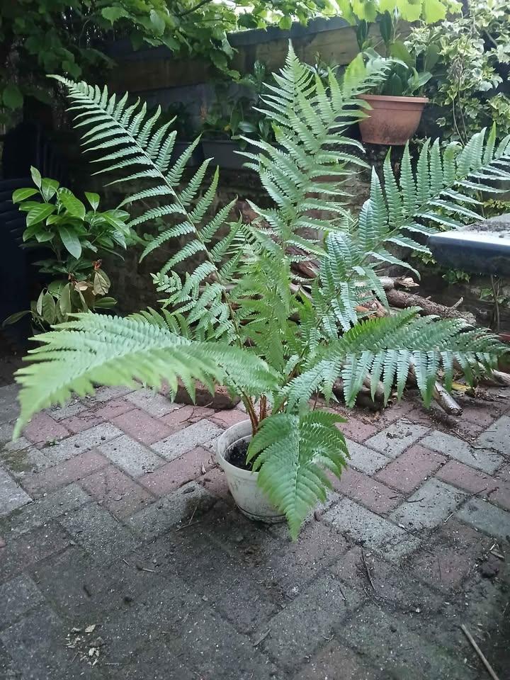 Fougère, plante, jardin, Enlèvement ou Envoi, Utilisé