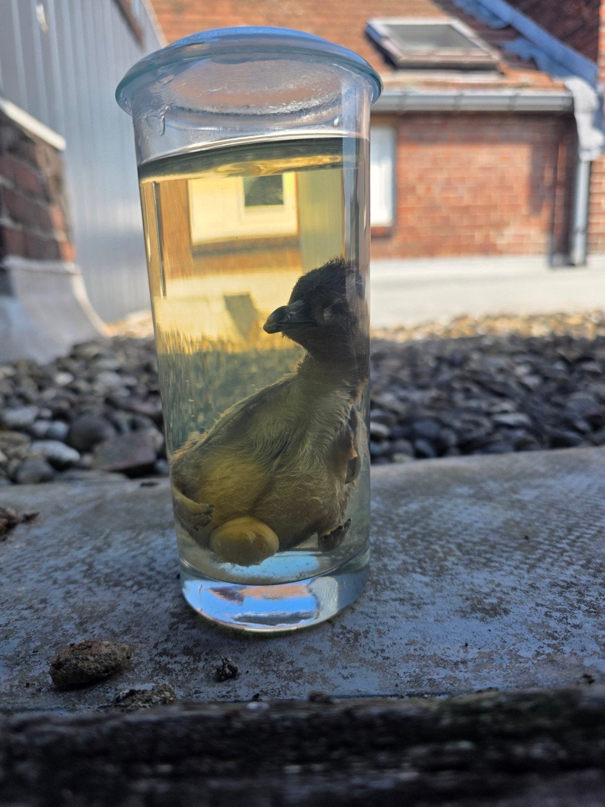 pinguïn op sterk water, Verzamelen, Dierenverzamelingen, Ophalen, Gebruikt, Vogel, Opgezet dier
