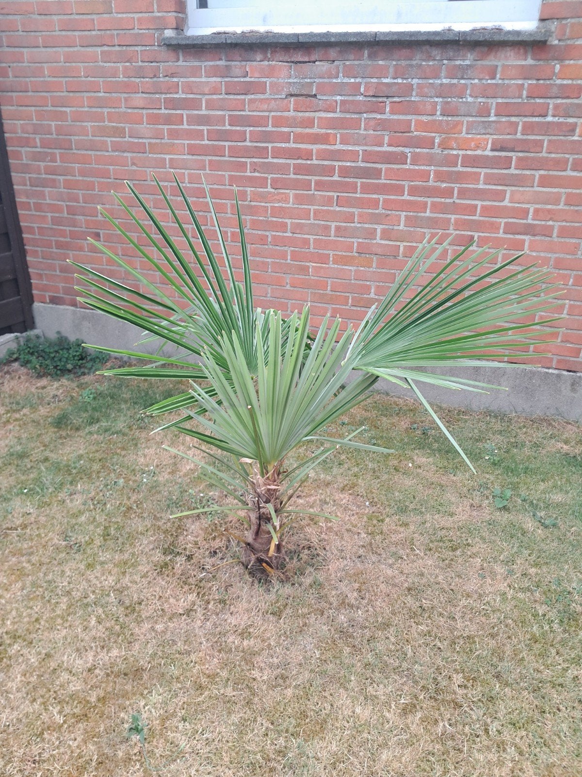 Palmboom, Tuin en Terras, Planten | Bomen, Ophalen, Palmboom, Minder dan 100 cm