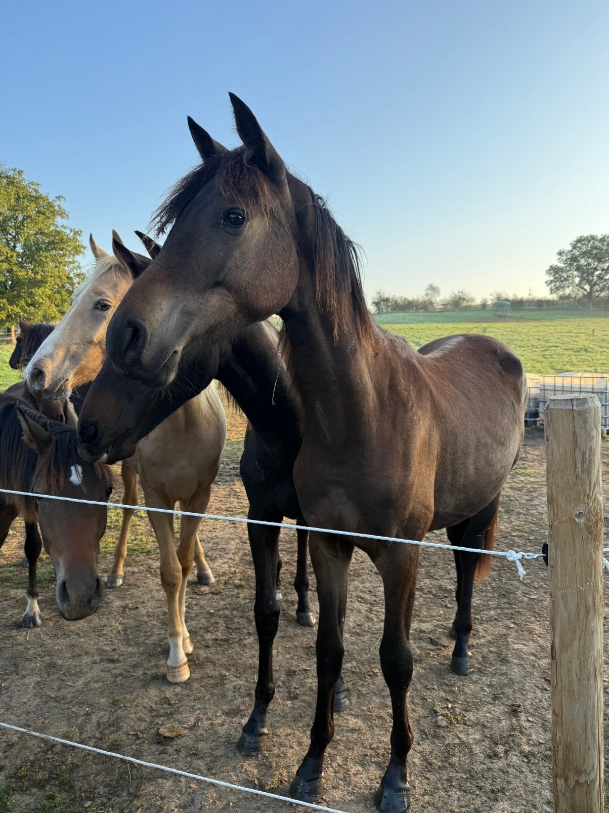 KWPN jaarling merrie dressuur, Dieren en Toebehoren, Merrie