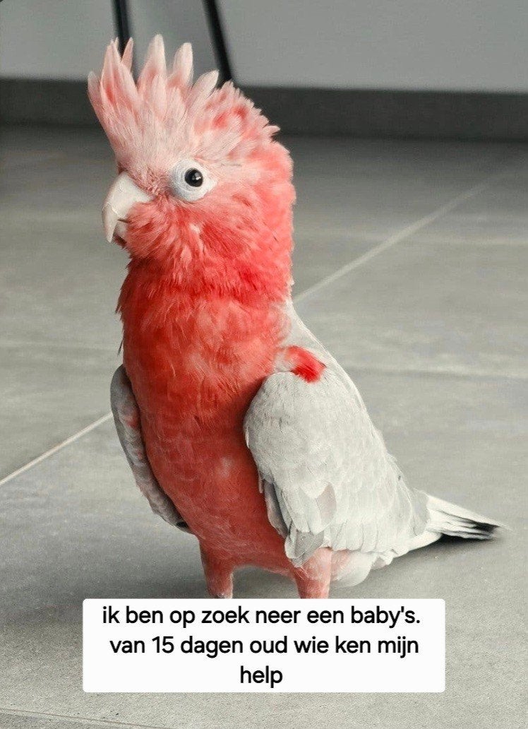 ik Ben Op Zoek naar een BABY' Regio Aalter, Dieren en Toebehoren, Vogels | Parkieten en Papegaaien, Geslacht onbekend