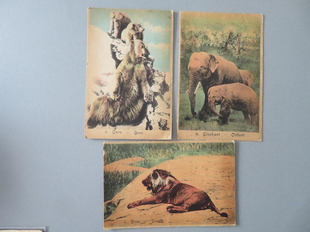 3 oude kaarten thema dieren Beer , olifant en Leeuw, Verzamelen, Verzenden, Ongelopen, Natuur