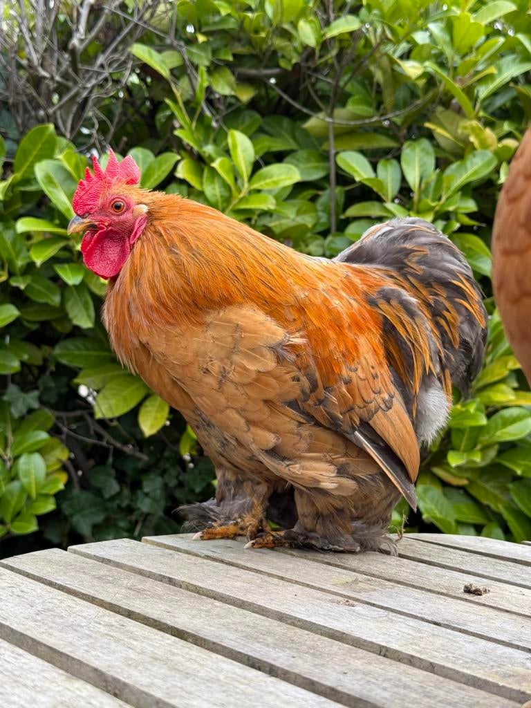 Lief tam cochin haantje, Dieren en Toebehoren, Pluimvee, Mannelijk, Kip