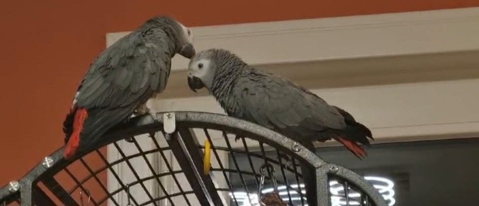 Couple gris du gabon, Animaux & Accessoires, Plusieurs animaux, Perroquet, Parleur
