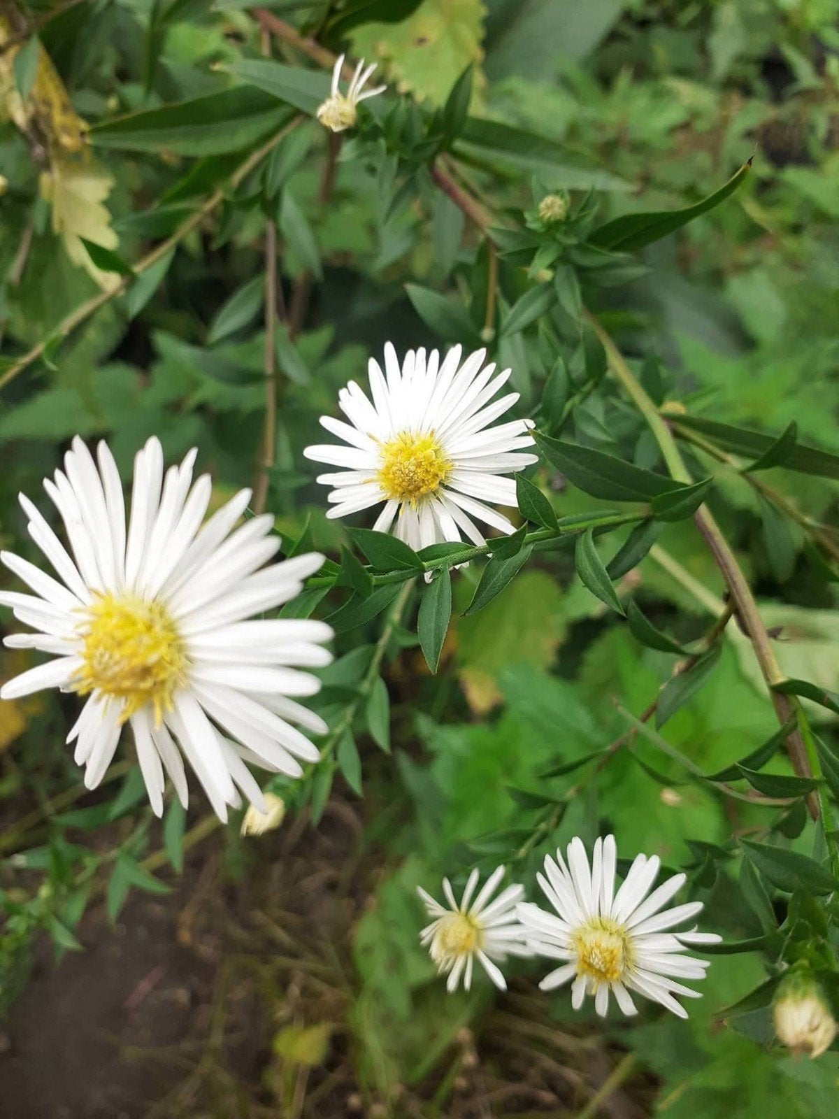 Grands Asters vivaces blancs coeurs jaunes oranges, Ophalen