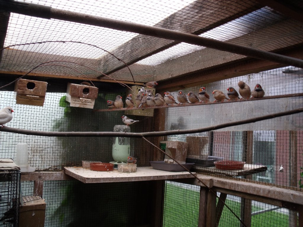 zebravinken, Animaux & Accessoires, Oiseaux | Oiseaux Autre